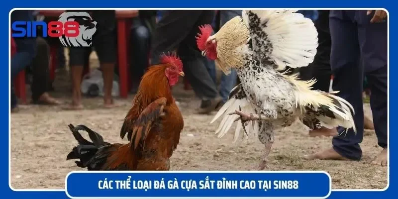 Các dạng đá gà loại cựa sát đỉnh cao
