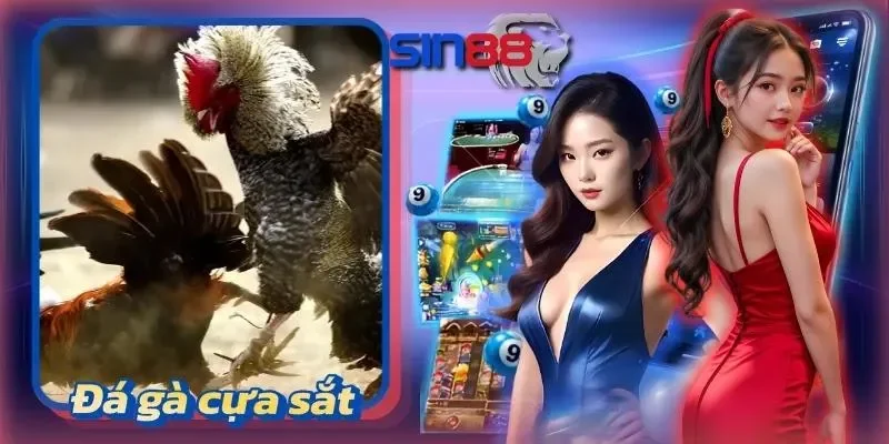 Đá gà cựa sắt