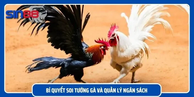Hướng dẫn mẹo soi tướng chiến kê chuẩn xác nhất
