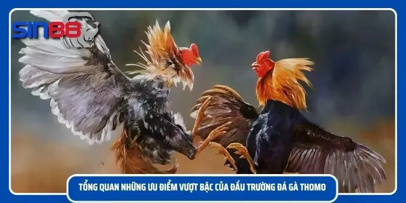 Sơ lược một chút về đấu trường Thomo vĩ đại