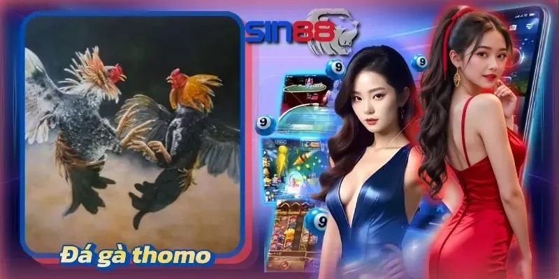 Đá gà thomo